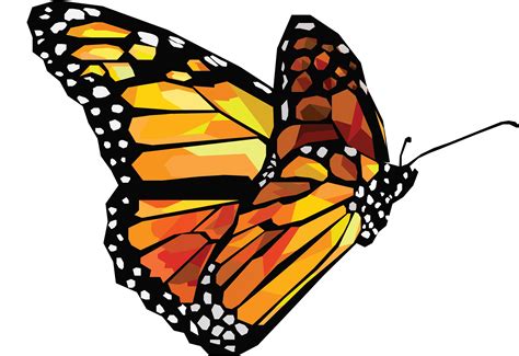 butterfly vector images